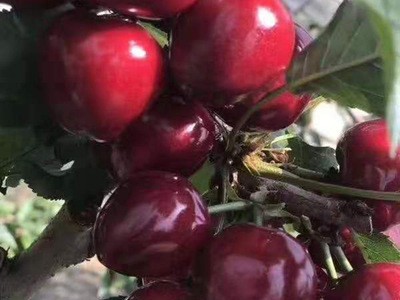 基地直销樱桃苗 嫁接多规格品种多樱桃苗新品种批发 樱桃苗 矮化图1