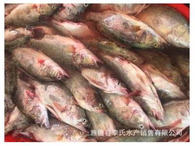 05-0.7臭桂鱼/臭鳜鱼/锅仔臭桂鱼/黄山臭桂鱼图5