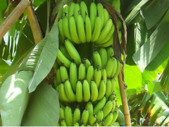 香蕉和芭蕉有什么区别？