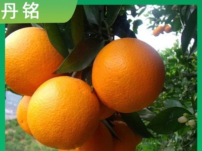 夏橙当季新鲜水果桂林夏橙广西水果香橙片原果现摘果酸甜可口图1