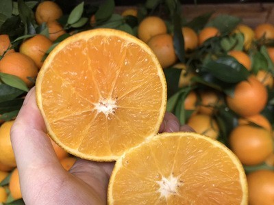 夏橙当季新鲜水果桂林夏橙广西水果香橙片原果现摘果酸甜可口图2