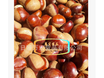 出口保鲜板栗图2