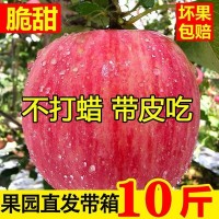 新鲜寒富红富士苹果水果脆甜当季水果生鲜大果整箱产地直发