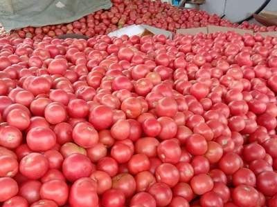 现货供应新鲜西红柿5斤装 番茄应季蔬菜现摘现发 欢迎咨询图3