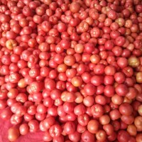 现货供应新鲜西红柿10斤装 番茄应季蔬菜现摘现发 量大从优