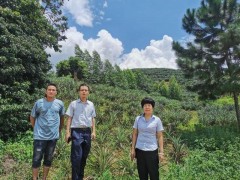 “邮”你就有好菠萝：邮储银行惠来县支行助力乡村种植业发展