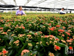 河北霸州：发展花卉种植 助力乡村振兴