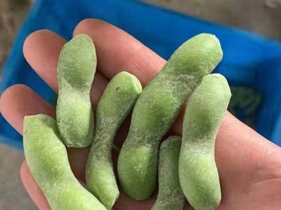 供应餐饮酒店速冻毛豆荚 速冻剪尾毛豆荚 冷冻毛豆 速冻毛豆批发图4