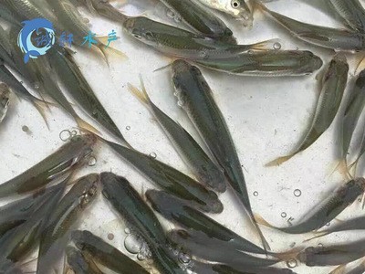 马来西亚国宝鱼 苏丹鱼 皇帝鱼 忘不了鱼 鱼苗供应图4