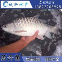 马来西亚国宝鱼 苏丹鱼 皇帝鱼 忘不了鱼 鱼苗供应