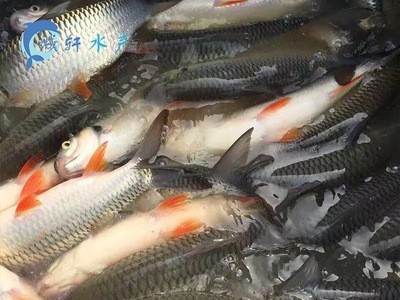 马来西亚国宝鱼 苏丹鱼 皇帝鱼 忘不了鱼 鱼苗供应图3