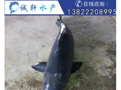优质青鱼苗 螺丝青鱼 黑鲩鱼苗 黑草鱼 网箱养殖 人工养殖图2