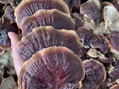金边灵芝东北特产灵芝大灵芝不苦图2