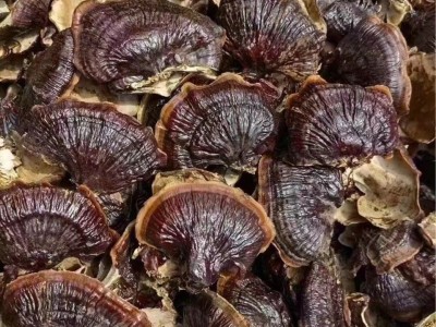 金边灵芝东北特产灵芝大灵芝不苦图4