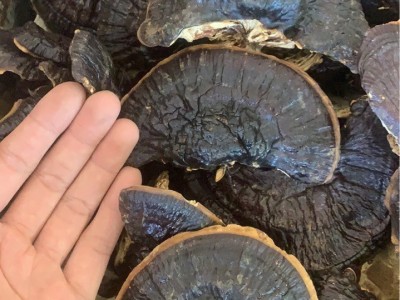金边灵芝东北特产灵芝大灵芝不苦图3