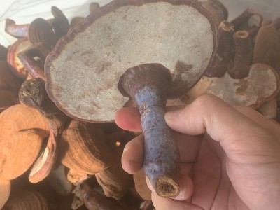 长白山椴木灵芝赤芝东北灵芝长腿灵芝带孢子粉原色灵芝图3