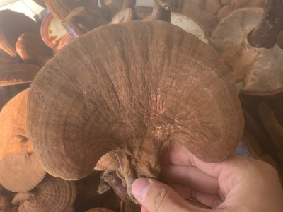 长白山椴木灵芝赤芝东北灵芝长腿灵芝带孢子粉原色灵芝图2