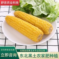 五谷杂粮黄玉米黑龙江一等新鲜黄玉米棒10支装东北特色农产品批发