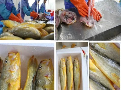 宁德大黄鱼速冻大黄花鱼黄鱼深海鱼大黄鱼图5