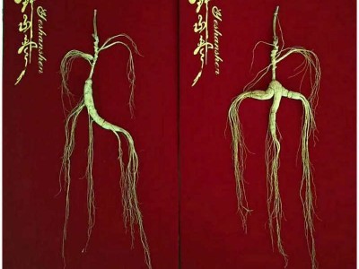产地一手批发野山参长白山林下参80cm皮盒礼品赠送礼盒款包装人参图1