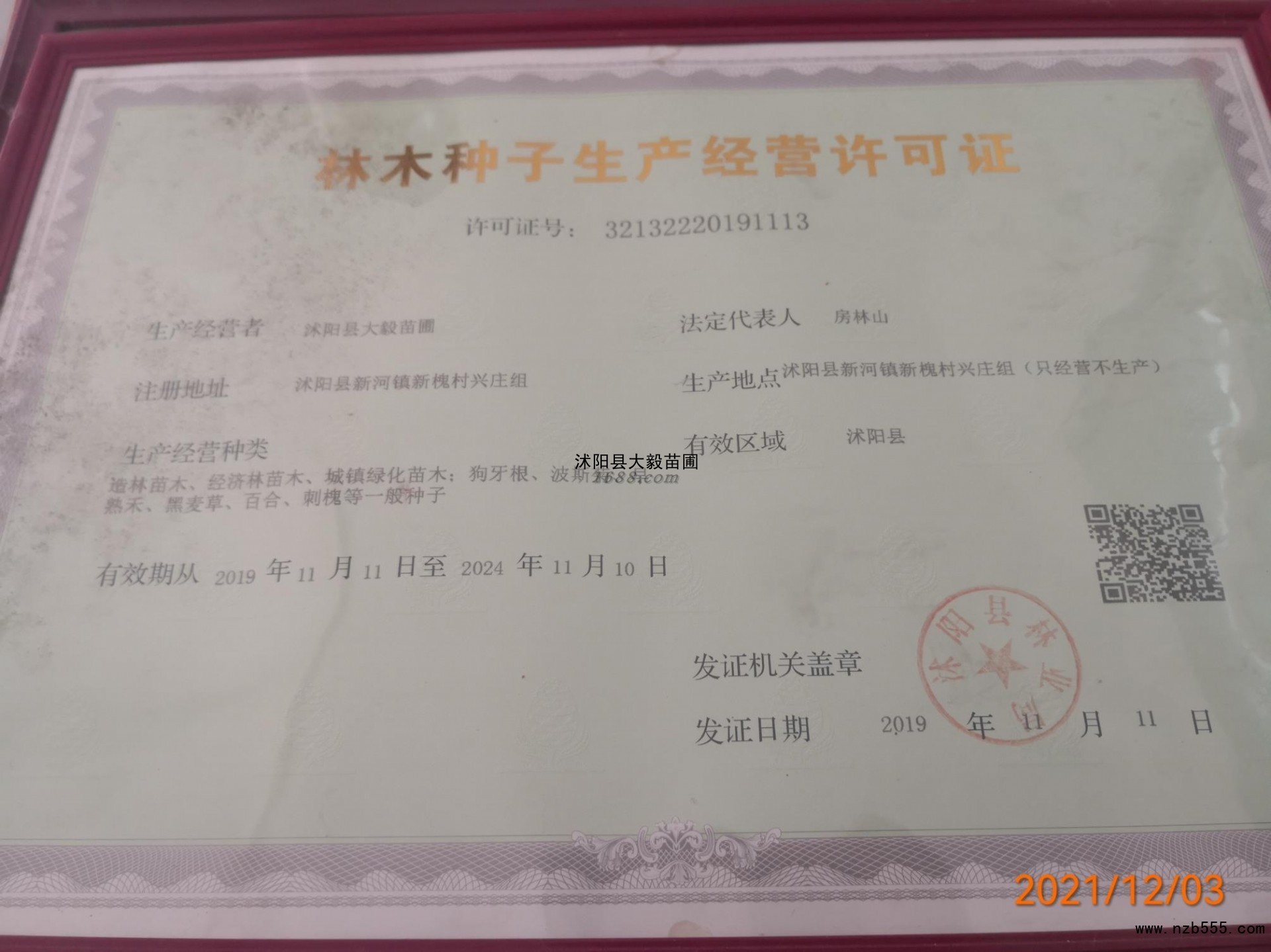 沭阳县大毅苗实力供应商