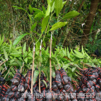 金煌芒果嫁接果树苗 台农桂七四季芒红贵妃凯特芒果树苗地栽盆栽