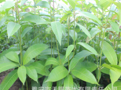 金煌芒果嫁接果树苗 台农桂七四季芒红贵妃凯特芒果树苗地栽盆栽图5