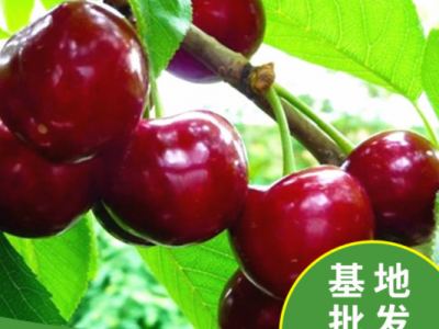 基地批发嫁接车厘子果树苗 新品种玛瑙红灯笼乌克兰樱桃树苗批发图1