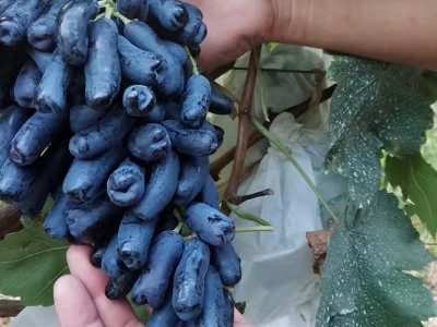 基地批发甜蜜蓝宝石葡萄种苗 新品种盆栽葡萄苗现挖现发图1