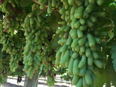 基地批发甜蜜蓝宝石葡萄种苗 新品种盆栽葡萄苗现挖现发图4