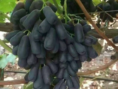 基地批发甜蜜蓝宝石葡萄种苗 新品种盆栽葡萄苗现挖现发图3