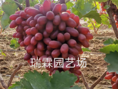 长粒克瑞森葡萄苗 木果树苗木批发 葡萄苗树葡萄树苗图1