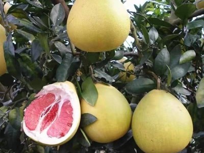 柚子苗树苗南方种植嫁柚子苗当年结果盆栽地栽四季庭院果树苗图4