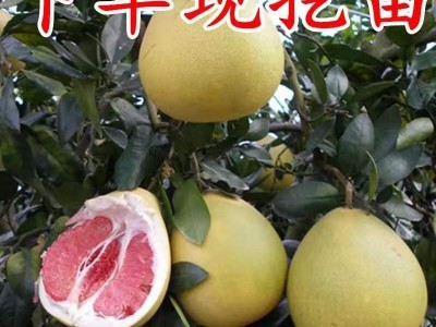 柚子苗树苗南方种植嫁柚子苗当年结果盆栽地栽四季庭院果树苗图3