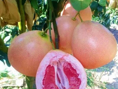 柚子苗树苗南方种植嫁柚子苗当年结果盆栽地栽四季庭院果树苗图1