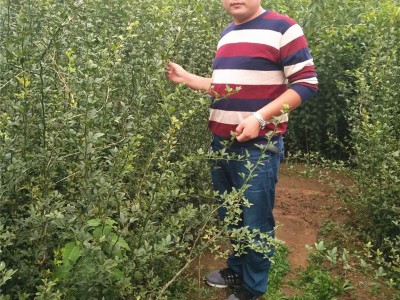 枸橘苗种植注意事项 昌泰农业提供种植方法 枸橘苗价格实惠图1