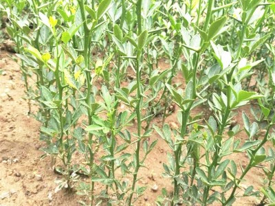 枸橘苗种植注意事项 昌泰农业提供种植方法 枸橘苗价格实惠图3