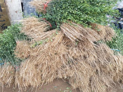 枸橘苗种植注意事项 昌泰农业提供种植方法 枸橘苗价格实惠图5