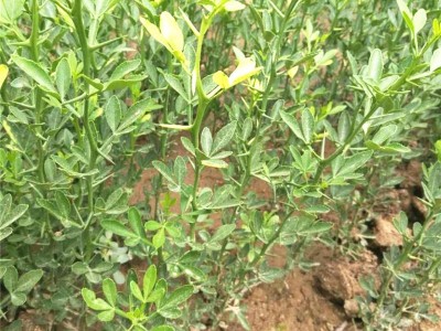 枸橘苗种植注意事项 昌泰农业提供种植方法 枸橘苗价格实惠图4