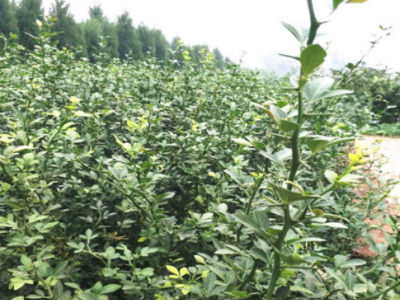 嫁接蜜糖桔使用枳壳苗好成活 枸橘苗1-2年苗占地销售量大图1