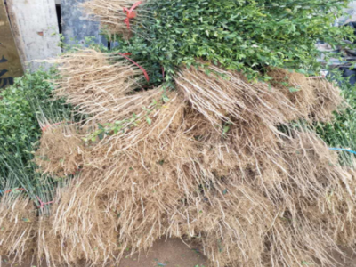 嫁接蜜糖桔使用枳壳苗好成活 枸橘苗1-2年苗占地销售量大图2