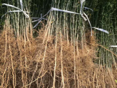 嫁接蜜糖桔使用枳壳苗好成活 枸橘苗1-2年苗占地销售量大图5