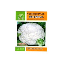 厂家批发基地用早熟品种耐暑免盖烈日松60蔬菜种子松花菜种子