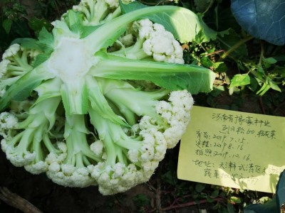 厂家批发基地用早熟品种耐暑免盖烈日松60蔬菜种子松花菜种子图4