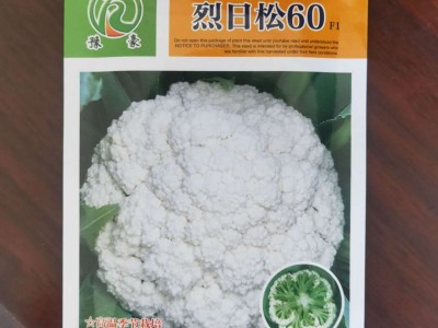 厂家批发基地用早熟品种耐暑免盖烈日松60蔬菜种子松花菜种子图5