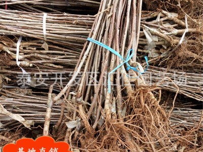 四川基地批发樱桃苗 大量批发车厘子樱桃苗 低价处理黑珍珠樱桃苗图2