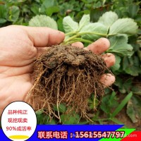 【草莓】草莓批发 甜宝草莓 章姬草莓 甜宝 奶油草莓 现挖现卖