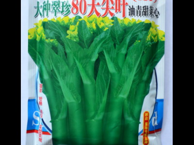 蔬菜种子公司批发利坚大种翠珍80天尖叶油青甜菜心（811）菜心种图4