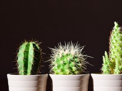这5种植物，尽量不要养在室内