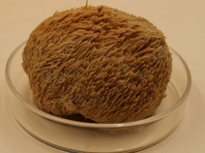 厂家直供湘蕈猴头菇干货批发无硫磺湖南出口猴头菌真空包装250g图3